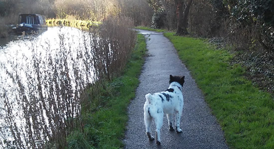 Dog walking Wiltshire canal path